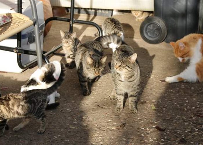 SUST-Katzen-Kastrationsaktionen in der Schweiz: