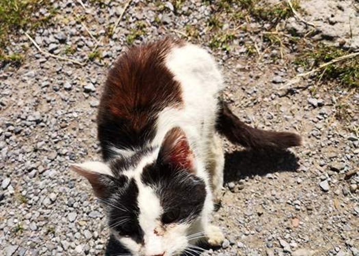 Killing cats instead of castrating them: Still a burning issue in Switzerland as well