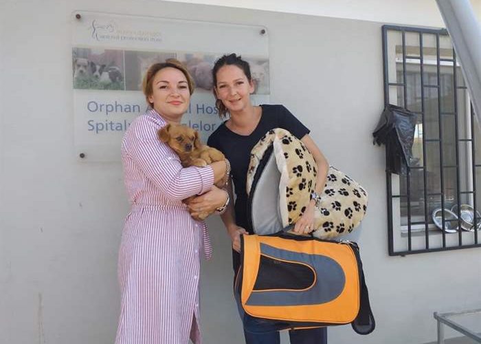 New case at the SUST Animal Orphans Hospital Galati