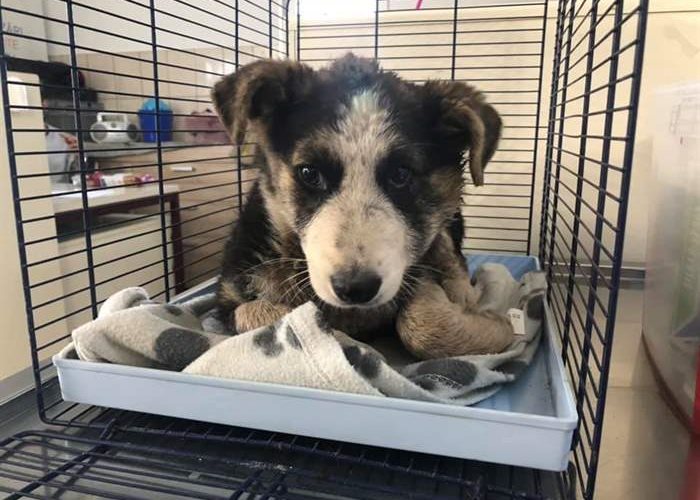 This young male puppy has been abandoned in the wrong place