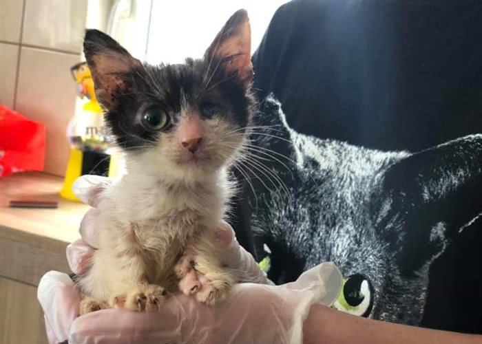 Before and after kittens at the SUST-Animal Orphans Hospital Galati