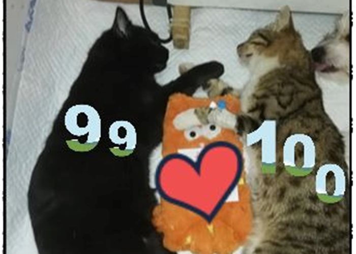 We celebrate the first 100 free neutered cats in Moreni!