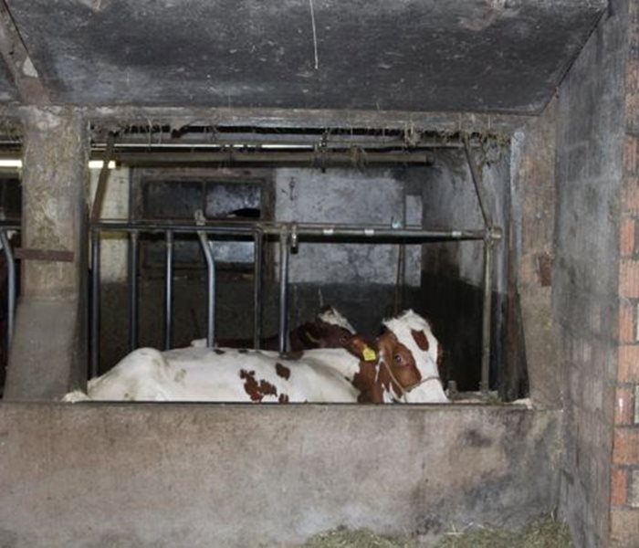 Grosstierrettungsdienst hilft Kuh "Perla" aus der "Klemme"