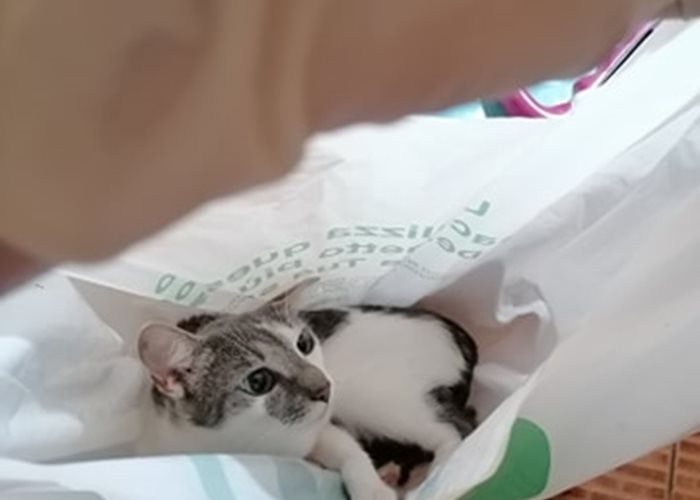 The cat in the bag