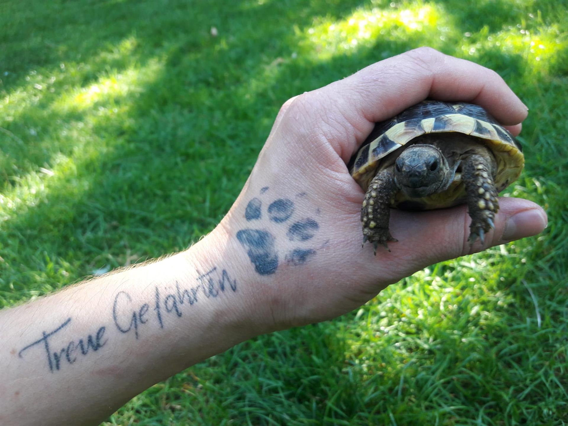 Crowdfunding für die Schildkröten-Anlage auf dem Papageienhof / Büsihof