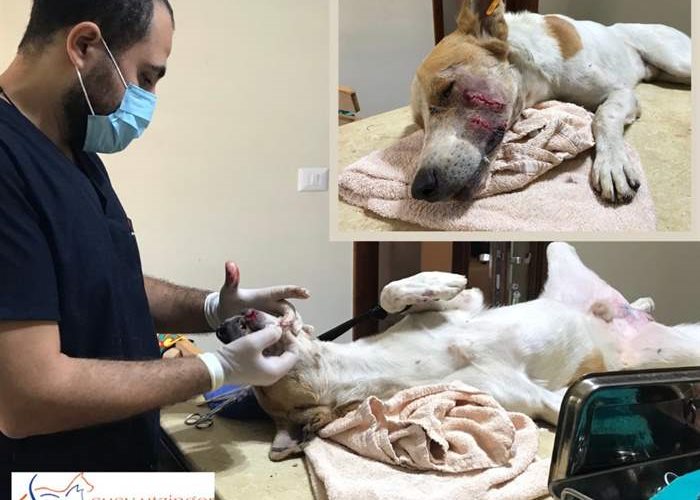 Ein verletzter Strassenhund wird fachmännisch verarztet
