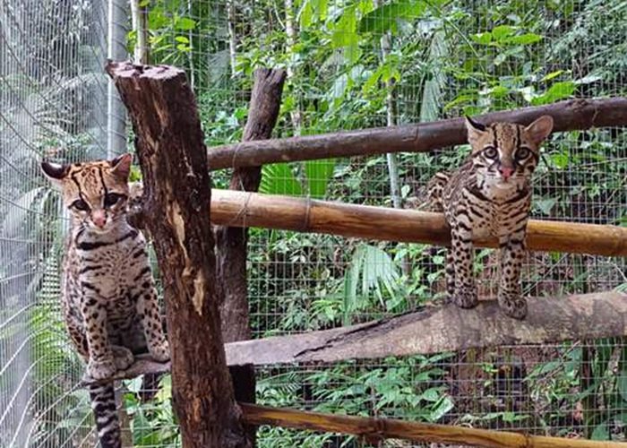 New home for two ocelot ladies