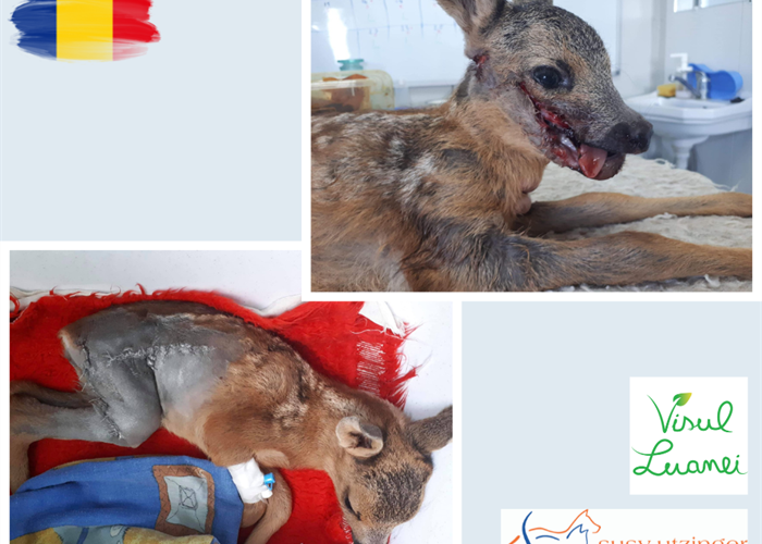 Gleich zwei schwer verletzte Hirschkälber im Wildlife Center "Luanas Dream"