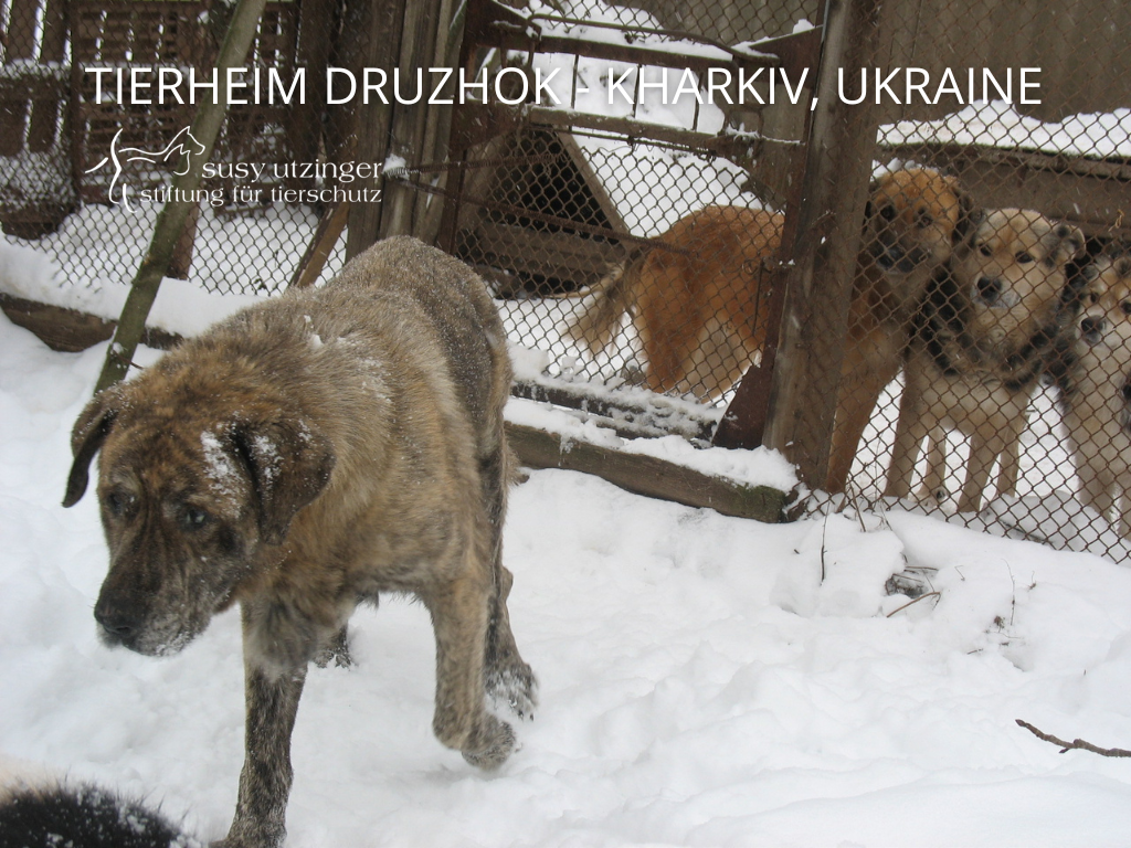 Crowdfunding: Wiederaufbau vom Tierheim Druzhok (UI)