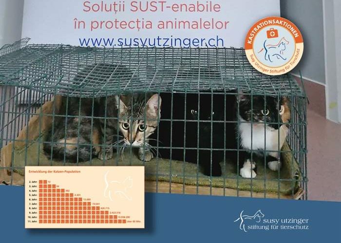 Crowdfunding pour la stérilisation des chats