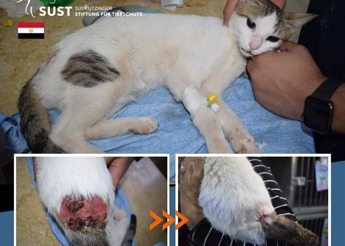 Seriously injured street cat in SUST-OAH Hurghada...