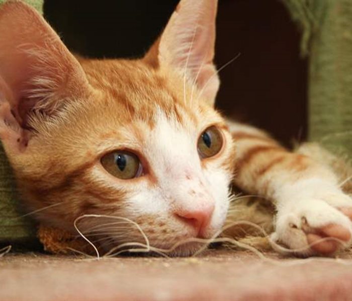 Zügeln ohne Katzenjammer – Tipps für einen katzengerechten Wohnungswechsel (mit Audio)