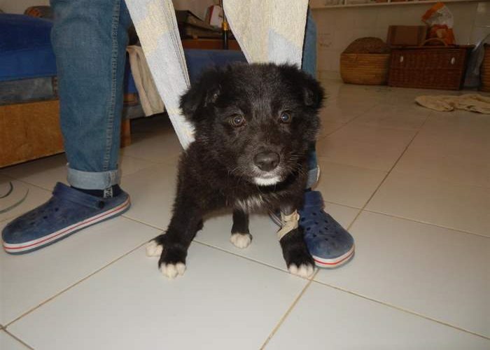 Miro: Soon back on four legs again thanks to the SUST Animal Orphan Hospital in Hurghada