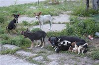 Rumaenische Strassenhunde