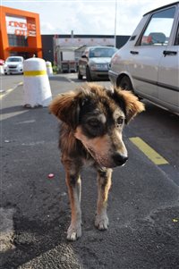 Rumaenischer Strassenhund