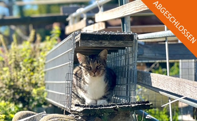 Abgeschlossen: Crowdfunding Katzenkastrationen Schweiz