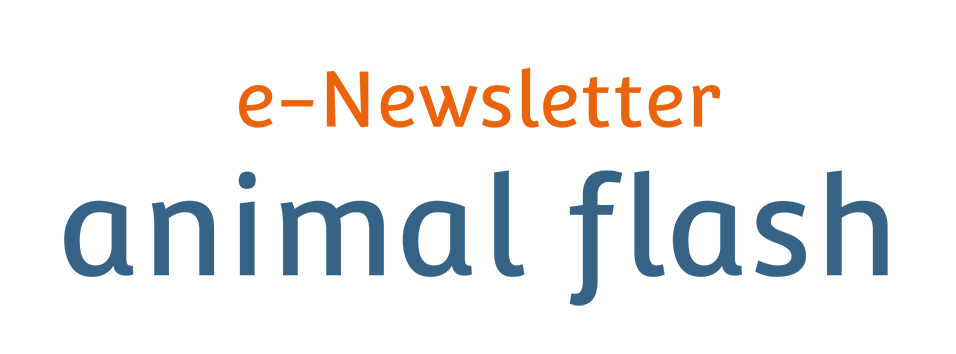 e-Newsletter Animal Flash