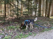 Hund an der Leine im Wald 3 