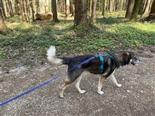 Hund an der Leine im Wald 2 