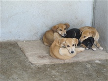 Hundewelpen auf dem Boden 
