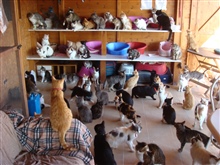 Katzen-Ansammlung 