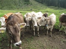 Webinar Die Kuh - ein unbekanntes Schweizer Symbol 