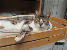 Rumaenisches Tierheimbuesi geniesst Katzenbettli aus der SUST Materialsammelaktion 