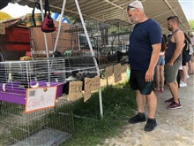 "Hundeabteilung" auf Touristenmarkt in Fonyód am Balaton (Ungarn) 