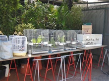 Papageien auf Tiermarkt 