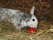 Ostern: Kaninchen sind keine Ostergeschenke!