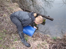 Susy Utzinger entlaesst eingefangene Amphibien an ihrem Laichplatz 