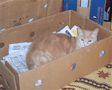 Katzen lieben Kisten 