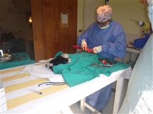 Operation an einem Strassenhund im SUST Tierwaisenhospital in Hurghada 