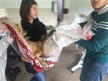 Verletzter Strassenhund wird ins SUST Tierwaisenhospital eingeliefert 