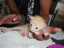 Verwaistes Katzenbaby im SUST Tierwaisenhospital in Aegypten 