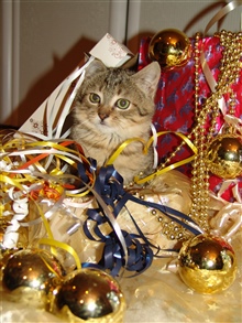 Katze und Weihnachtsdeko 