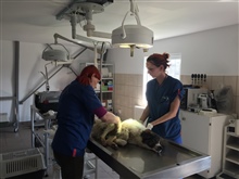 Verletzter Hund im SUST Tierwaisenhospital in Galati Rumaenien 