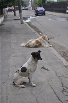 Rumaenische Strassenhunde 