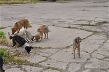 Rumaenische Strassenhunde1 