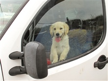 Hund im Auto 
