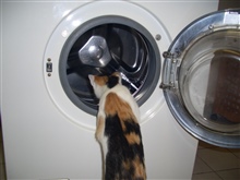 Eine Waschmaschine kann zur Katzenfalle werden 