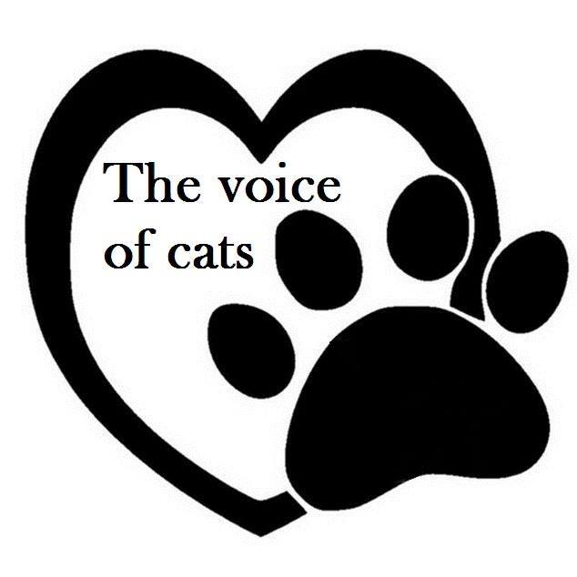 The Voice of Cats