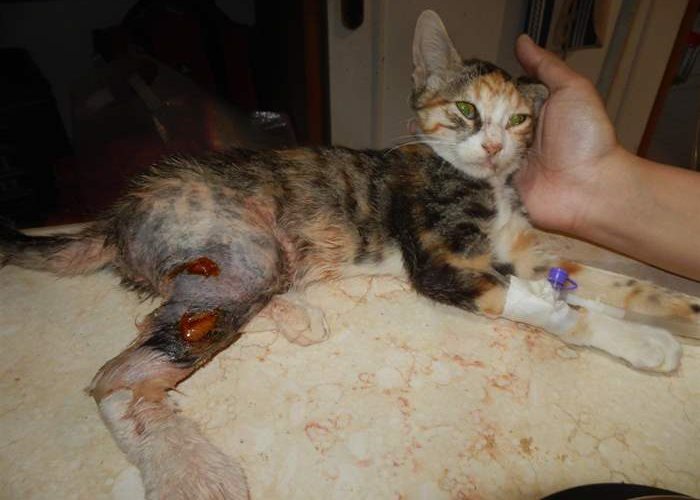 Another sad case from the SUST Animal Orphan Hospital in Hurghada, Egypt