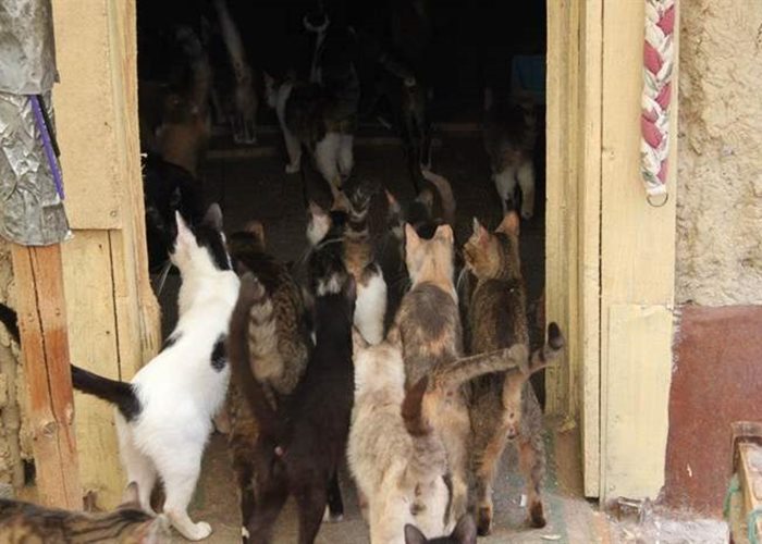 Arbeitswoche im Tierheim Help Labus, Rumänien