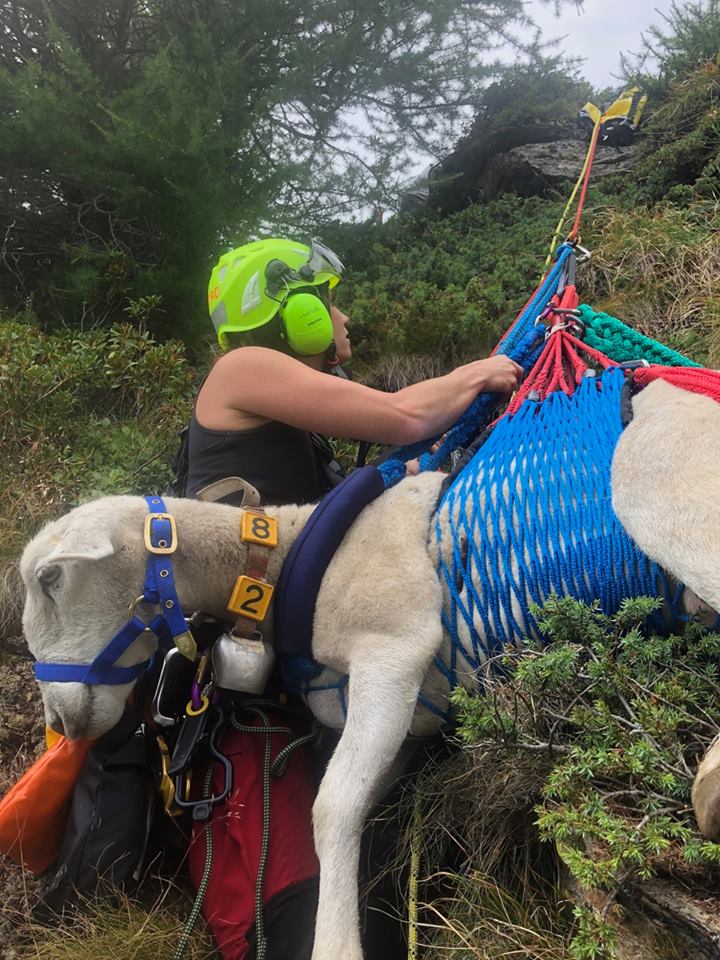 Spektakuläre Rettung eines abgestürzten Schafes durch den Grosstier-Rettungsdienst