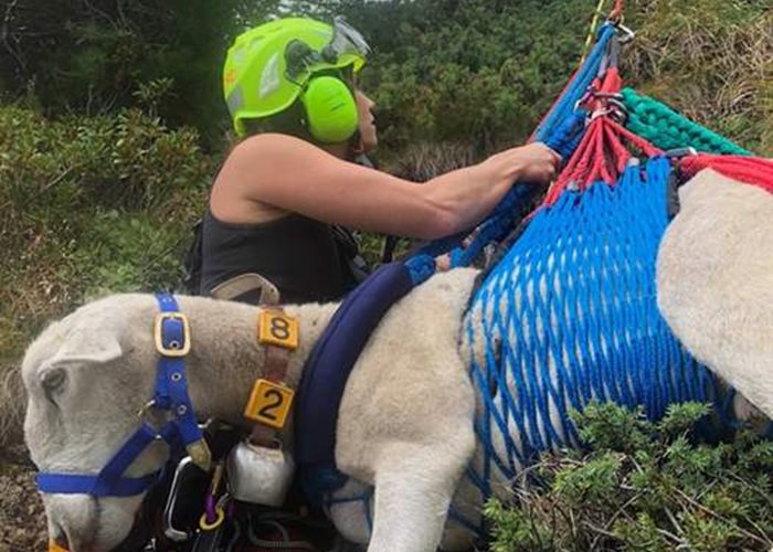Spektakuläre Rettung eines abgestürzten Schafes durch den Grosstier-Rettungsdienst