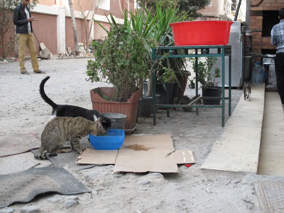 Erfolg der Tierschützer in Ägypten: Katzenkastrationen in einigen Hotelanlagen