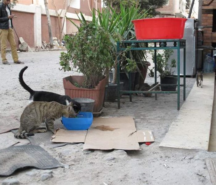 Erfolg der Tierschützer in Ägypten: Katzenkastrationen in einigen Hotelanlagen