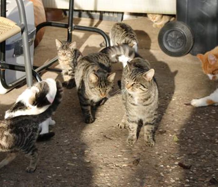SUST-Katzen-Kastrationsaktionen in der Schweiz: