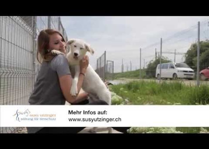 Tierheimpatenschaftsprogramm der Susy Utzinger Stiftung für Tierschutz